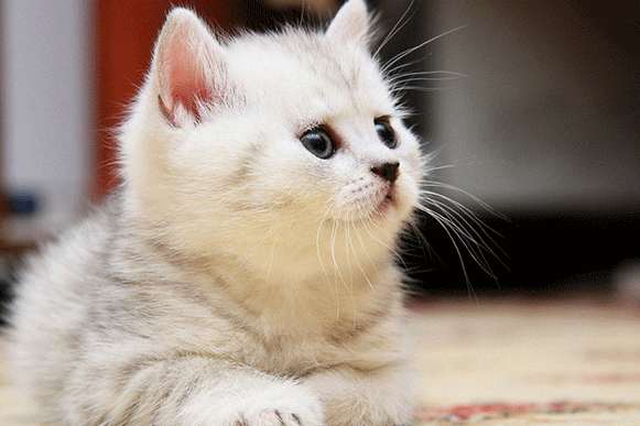 1494233322796005.gif 2165fghnjk.gif